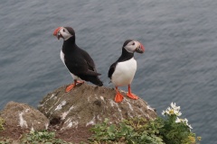 Puffins01
