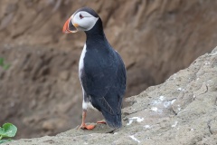 Puffins02