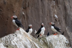 Puffins03