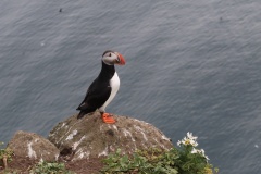 Puffins04