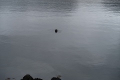 IMG_7686